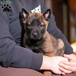 Blaze, Belgian Malinois Puppy